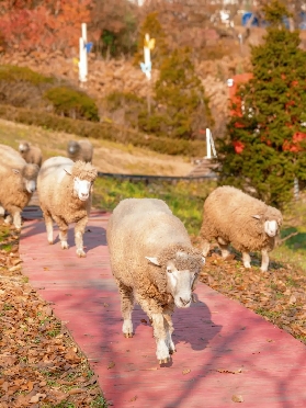 京畿道加平瑞士多巴胺童話小鎮