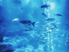 墨田水族館購票須知