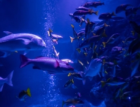 墨田水族館交通全指南
