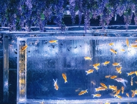 銀座藝術水族館購票須知