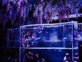 銀座藝術水族館遊玩攻略