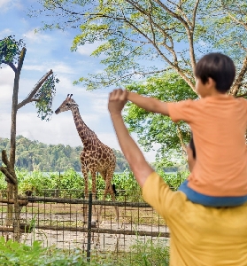 新加坡動物園超讚！開放式動物園+行程規劃懶人包✨