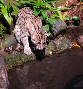 新加坡夜間野生動物園實測｜3個必避坑+2個隱藏體驗｜門票預訂貼士✨