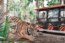 芭提雅老虎園實測｜零距離摸小老虎！預訂/互動全攻略✨