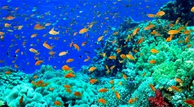 芭堤雅海底世界｜港澳遊客實測避坑攻略✨