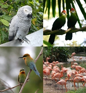 新加坡飛禽公園攻略｜隱藏版體驗+套餐選擇指南！親子遊必看🚁