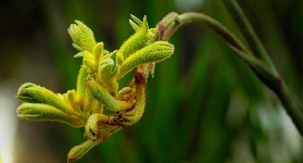 新加坡花穹+雲霧林｜侏羅紀世界隱藏玩法！親子/情侶必看實測✨
