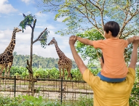 新加坡動物園購前須知，看完再出發！