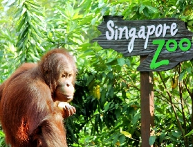 2025新加坡動物園一日遊全攻略，超詳細！