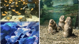 探秘韓國慶州 Zoolung Zoolung 室內動物園，開啟奇妙一日遊