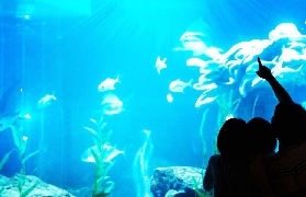 釜山 SEA LIFE 水族館旅遊攻略：開啟奇妙海底之旅