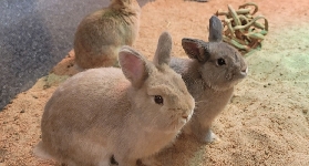 京畿道加平 SeenB 室內動物園：都市中的治愈系動物秘境