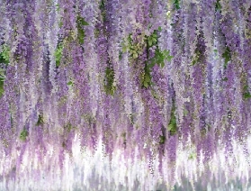 京畿道加平秋海棠鳥花園：漫步花香與鳥鳴交織的自然詩篇