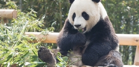 愛寶樂園：歡樂無限的夢幻王國