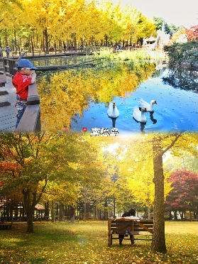 首爾近郊爆款一日遊｜萌寵治愈 + 韓劇浪漫 + 鐵道騎行，解鎖韓國 3 大網紅玩法！