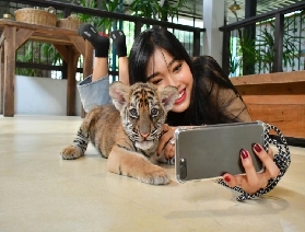 亞洲最大老虎主題公園！芭提雅老虎園，與百獸之王的心跳互動之旅