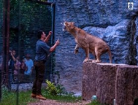 清邁必打卡！夜間動物園奇幻之旅🌙