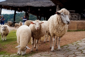 清萊一日遊實測｜白廟+牧羊場仙境感拉滿！3個避坑要點別踩雷✨