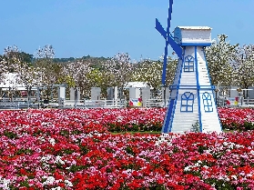 🌼逃離城市，邂逅佛山盈香生態園的繽紛時光