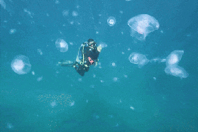 探訪珠海伶仃詩韻，共賞海嶼華章