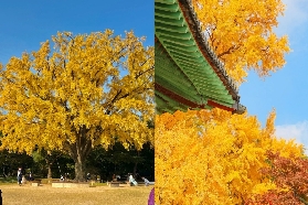 2025 首爾賞楓攻略 | 首爾楓葉何時開？必去超美 8 大賞楓景點！