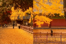 【2025 韓國紅葉】首爾紅葉景點攻略 韓國賞楓看這篇