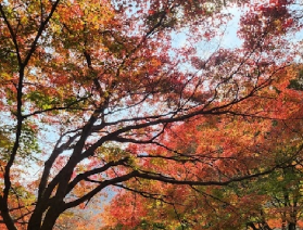 韓國長泰山賞楓葉攻略：奔赴秋日限定的夢幻之約