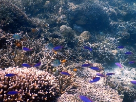 仙本那潛水初體驗｜三島隱藏彩蛋+超實用Tips📝