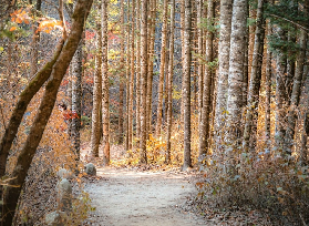 🍁鬼怪同款楓景！韓國五臺山國立公園賞楓全攻略✨
