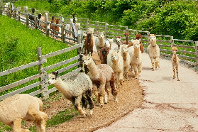 首爾包車玩南怡島+草泥馬樂園｜現場體驗超讚！這3件事一定要做🔥