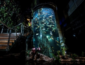 暑假必打卡！吉隆坡水族館一日沈浸體驗指南