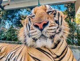 親子遊 | 芭堤雅寶藏動物園攻略🐒