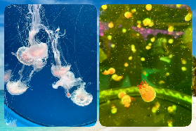 廣州海洋館實測｜夏日25℃避世秘境！水母館+表演攻略✨