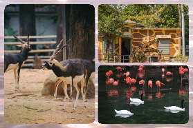 廣州動物園夏日避曬實測！20蚊玩足一日仲睇明星動物✨