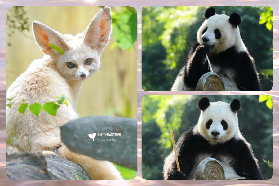 廣州動物園親子遊超讚！20元玩一天還能避暑漲知識💡