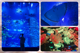 廣州正佳極地海洋世界｜夏日避曬超抵玩！24℃恒溫+必看白鯨表演✨