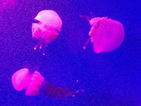 蘭卡威海底世界超讚體驗｜4大亮點+隱藏玩法大公開🤩