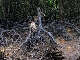蘭卡威丹絨魯紅樹林｜現場直擊5個超讚體驗！蝙蝠洞驚呆我🤩