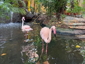 蘭卡威野生動物園玩瘋了！這些互動超讚別錯過🤩