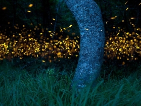 沙巴紅樹林長鼻猴+螢火蟲｜實測避坑指南！7小時行程不踩雷～