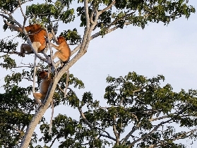 沙巴螢火蟲遊船實測｜隱藏版生態體驗+行程規劃懶人包🌌