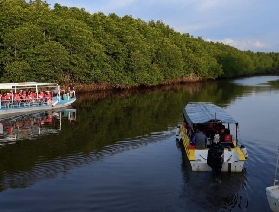 🌳沙巴必去|邂逅長鼻猴與螢火蟲的夢幻之旅
