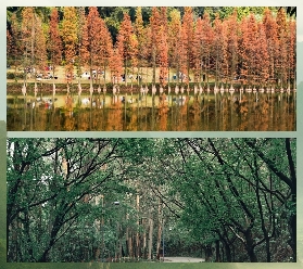佛山三水森林公園交通全攻略：港澳及珠三角直達天然氧吧