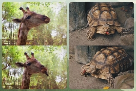 臺灣人遊佛山長鹿！童話動物王國+地球村劇場超讚💖