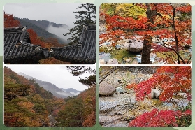 2025韓國智異山賞楓攻略：韓國秋日的夢幻之約