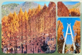 2025韓國長泰山：港澳遊客的秋日賞楓仙境