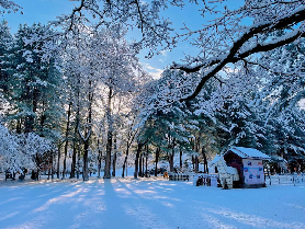 南怡島冬天：在冰雪仙境中翺翔