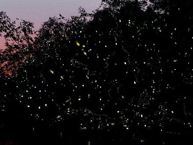 沙巴螢火蟲一日遊全攻略，帶你邂逅夢幻之光