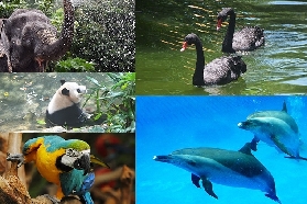 深圳野生動物園一日遊｜超讚體驗全記錄！這些坑別踩💡