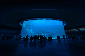 深圳小梅沙海洋世界實測｜避坑+必玩攻略｜搭地鐵直達超方便✨